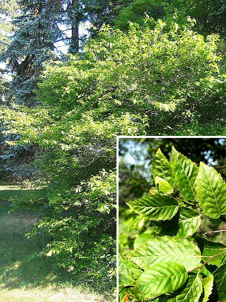 Carpinus caroliniana  /Habr karolínský/