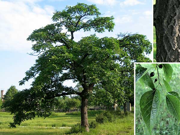 Celtis occidentalis  /Břestovec západní/