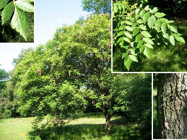 Koelreuteria paniculata  /Svitel latnatý/