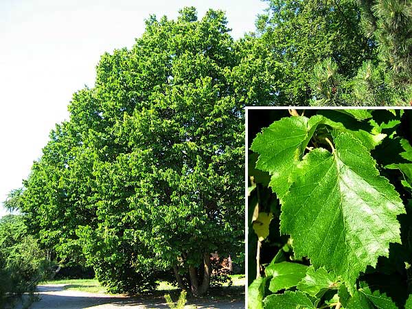 Corylus colurna /Líska turecká/