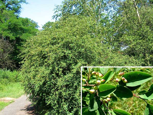 Cotoneaster multiflorus /Skalník mnohokvětý/