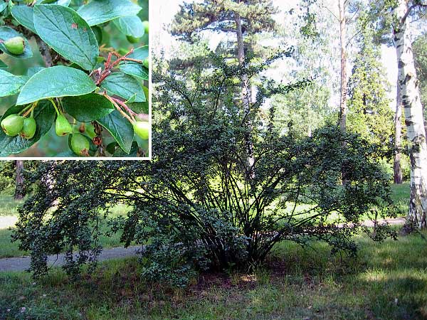 Cotoneaster niger /Skalník černoplodý/