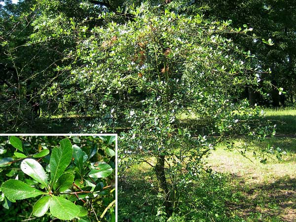 Crataegus cruz-gali /Hloh kuří noha/