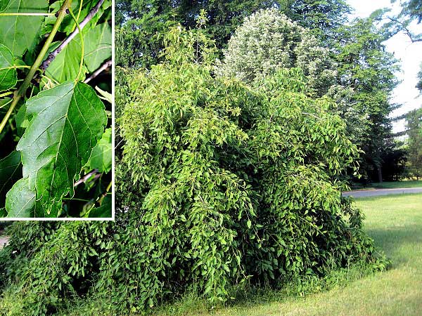 Fraxinus excelsior 'Heterophylla Pendula'  /Jasan ztepilý/