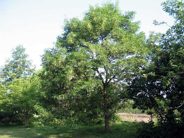 Fraxinus mandshurica  /Jasan mandžuský/