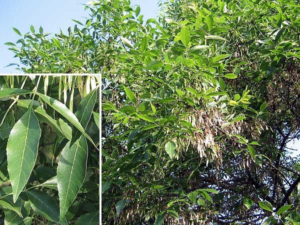 Fraxinus mandshurica  /Jasan mandžuský/