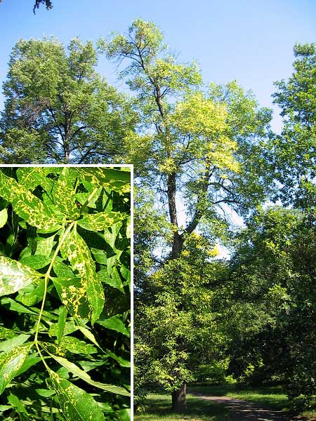 Fraxinus pensylvanica 'Aucubaefolia'  /Jasan pensylvánský/