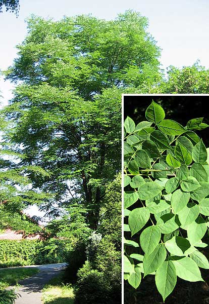 Gymnocladus dioicus /Nahokvětec dvoudomý/