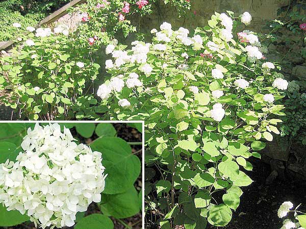 Hydrangea arborescens 'Grandiflora' /Hortenzie stromečkovitá/