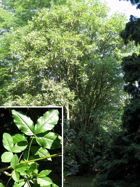 Laburnum alpinum  /Štědřenec alpský/