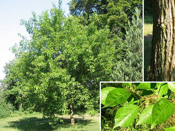 Maclura pomifera  /Maklura jablkovitá/