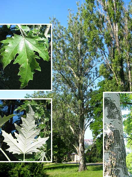 Populus alba 'Pyramidalis' /Topol bílý/