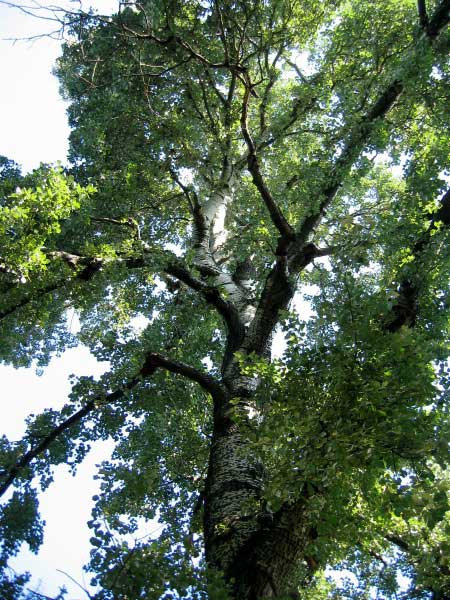 Populus alba  /Topol bílý/