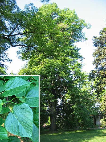 Tilia platyphylla  /Lípa velkolistá/