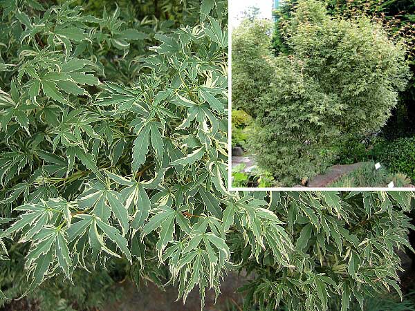 Acer palmatum 'Butterfly'  /Javor dlanitolistý/