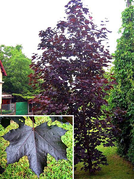 Acer platanoides 'Crimson King'  /Javor mléčný/