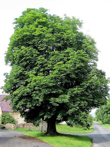 Aesculus hippocastanum  /Jírovec obecný (koňský)/