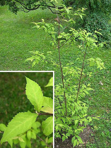 Callicarpa shikokiana  /Krásnoplodka /