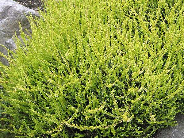 Calluna vulgaris 'Booscop'  /Vřes obecný/