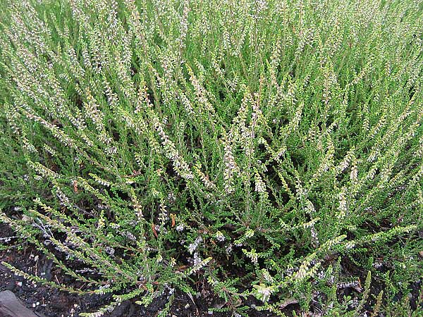 Calluna vulgaris 'Allegro' /Vřes obecný/