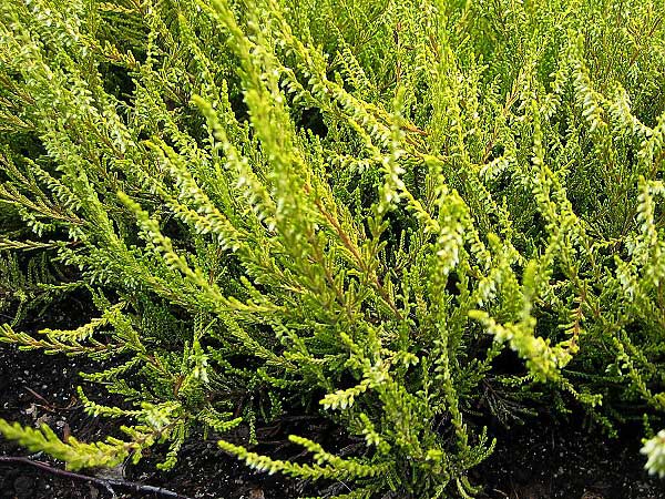 Calluna vulgaris 'Gold Haze'  /Vřes obecný/