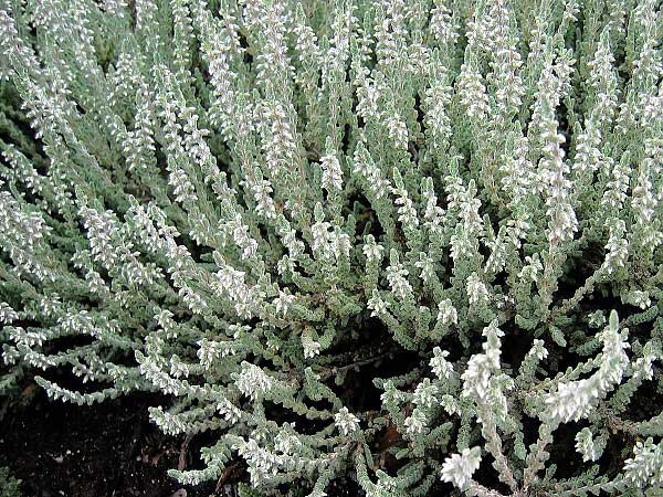 Calluna vulgaris 'Silver Queen' /Vřes obecný/