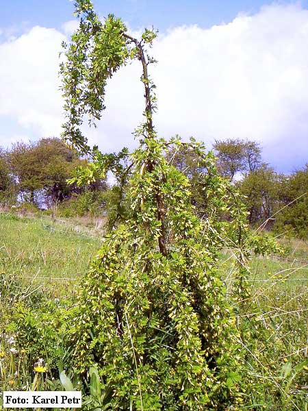 Caragana arborescens 'Pendula'  /Čimišník obecný/