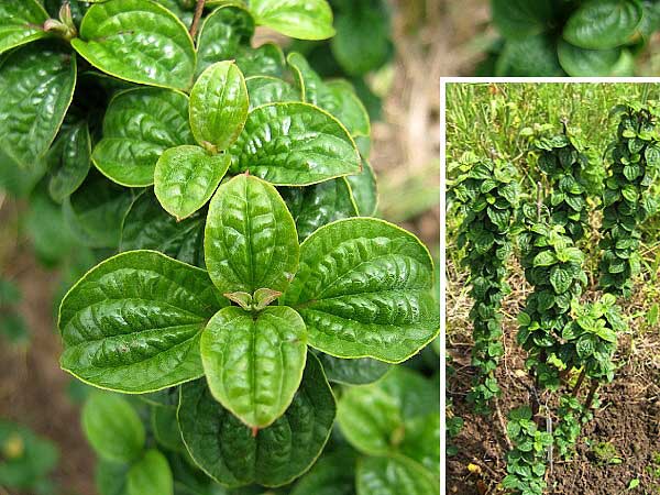 Cornus hessei  /Svída Hesseova/