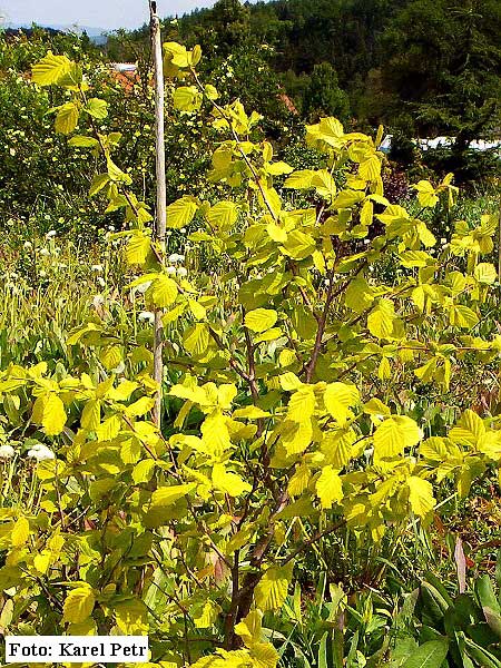 Corylus avellana 'Aurea'  /Líska obecná/