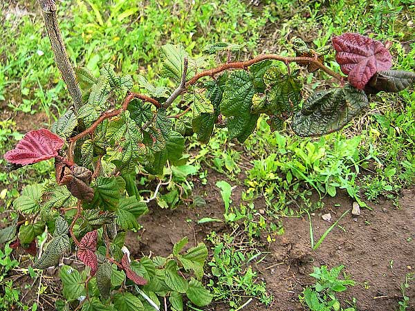 Corylus avellana 'Red Majesty'  /Líska obecná/