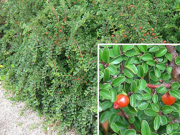 Cotoneaster adpressus  /Skalník přitisklý/