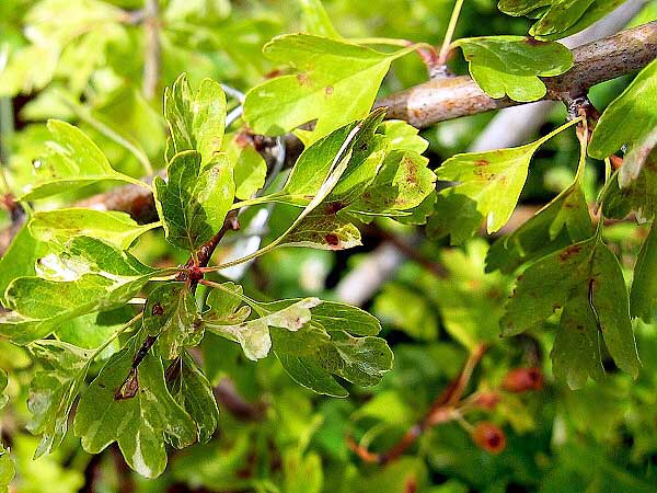 Crataegus monogyna 'Variegata'  /Hloh jednosemenný/