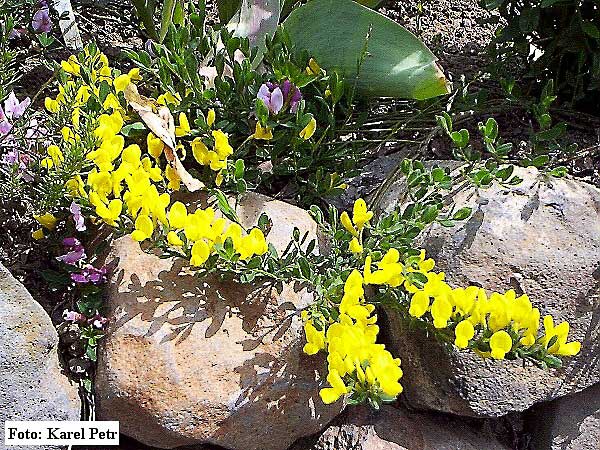 Cytisus procumbens  /Čilimník - janovec položený/