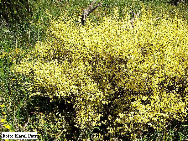 Cytisus x praecox 'Algold'  /Čilimník raný/