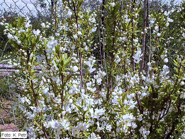 Exochorda racemosa  /Hroznovec hroznatý/