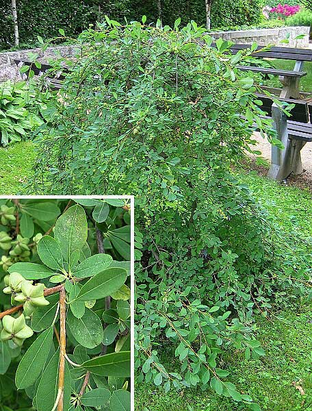 Exochorda x macrantha 'The Bridge'  /Hroznovec velkokvětý/