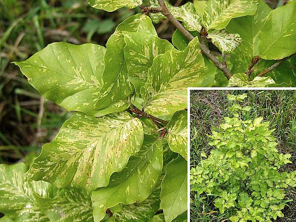 Fagus sylvatica 'Marmor Star'  /Buk lesní/