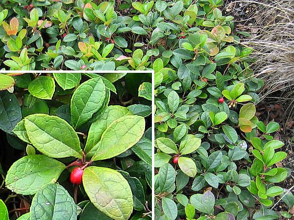 Gaultheria procumbens /Libavka polehlá/