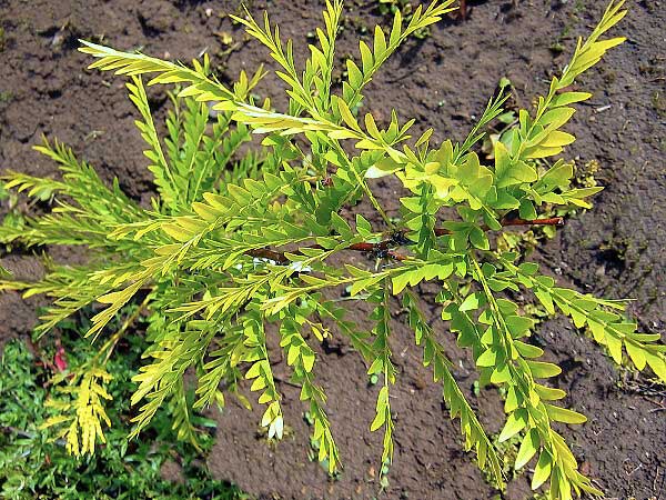 Gleditsia triacanthos 'Sunburst'  /Dřezovec trojtrnný/