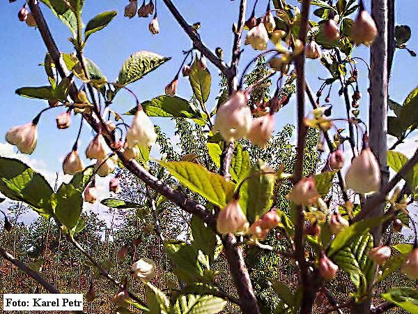 Halesia carolina  /Halézie karolínská/