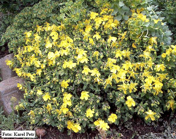 Hypericum cerastioides  /Třezalka /