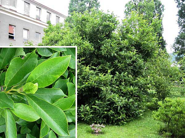 Magnolia x soulangiana  /Šácholan Soulangeův/