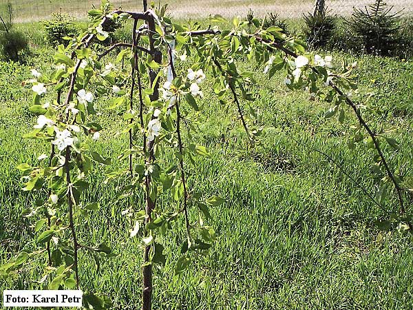 Malus fontana /Jabloň/