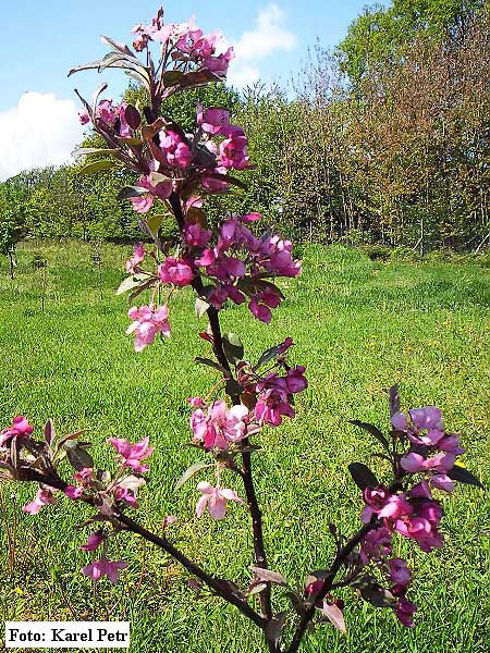 Malus x purpurea /Jabloň nachově červená/