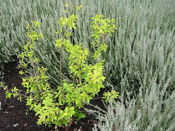 Philadelphus x lemoinei 'Mateau d´Hermine'  /Pustoryl Lemoinův/