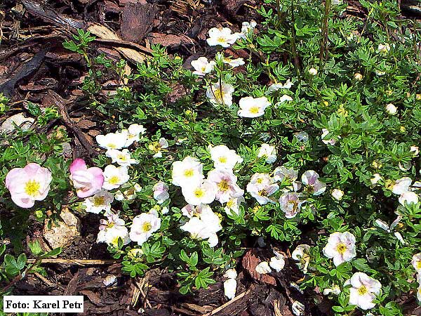 Potentilla fruticosa 'Abbotswood'  /Mochna křovitá/