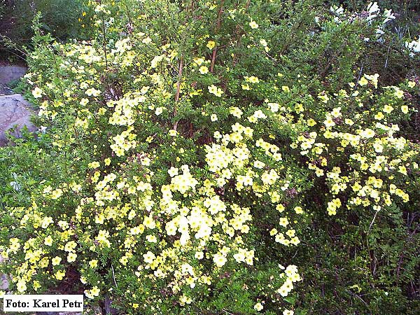 Potentilla fruticosa 'Lady Daresbury''  /Mochna křovitá/