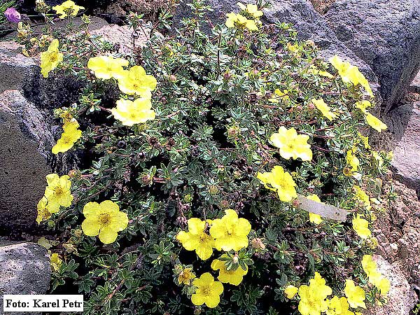 Potentilla fruticosa 'Medicine Wheel Mountine' /Mochna křovitá/