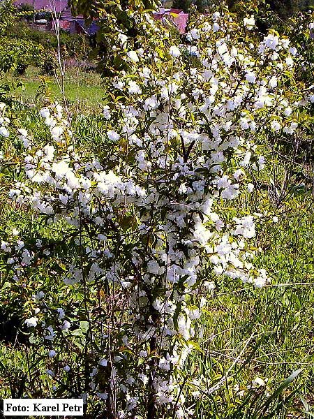 Prunus glandulosa 'Alboplena'  /Višeň žláznatá/