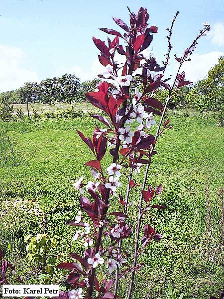 Prunus x cistena /Myrobalán cistena/